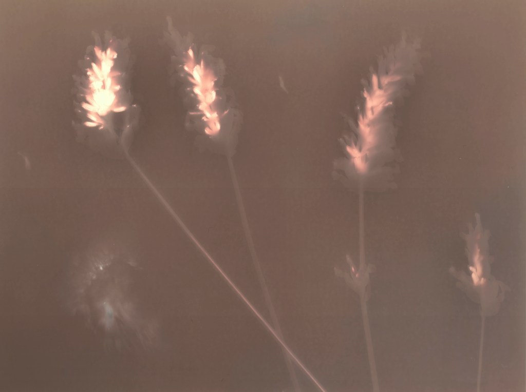 Expérimentation Lumen Print