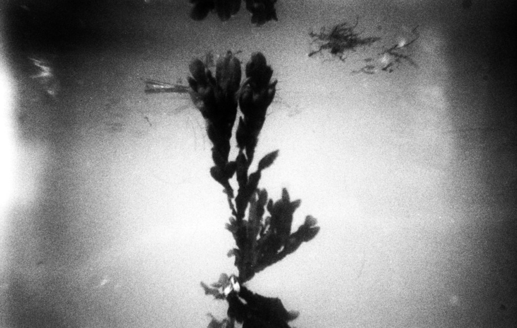 La baignade photographique …